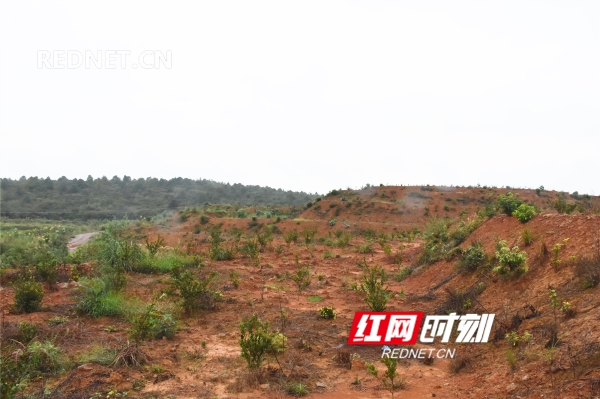 【镇起风云】祁阳茅竹镇:百年油茶产业开启