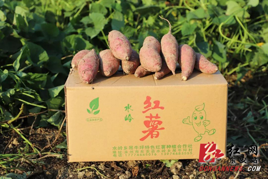 东安：吊牛坪村产业扶贫200亩红薯结硕果