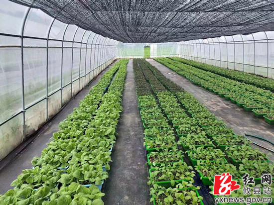 蔬菜基地.