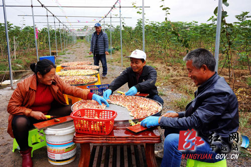 宁远：农业综合产业园促农增收