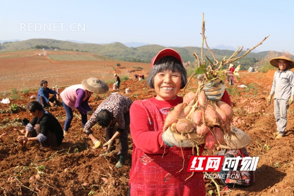 湖南宁远：土地开发项目区红薯丰收了（图）