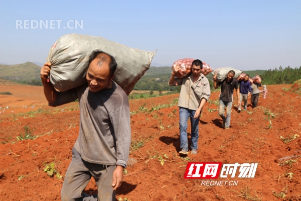 湖南宁远：土地开发项目区红薯丰收了（图）
