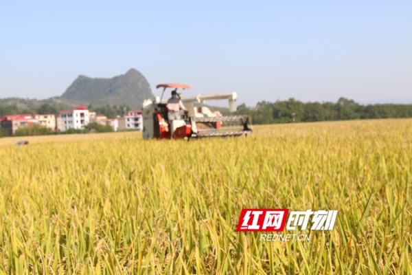 湖南宁远：28.8万亩晚稻喜获丰收（图）