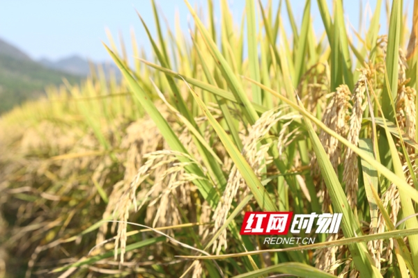 湖南宁远：28.8万亩晚稻喜获丰收（图）