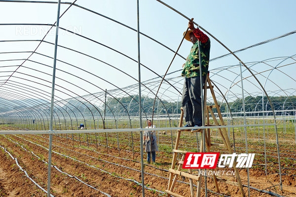 江华徐佐军：种草莓唱响致富歌