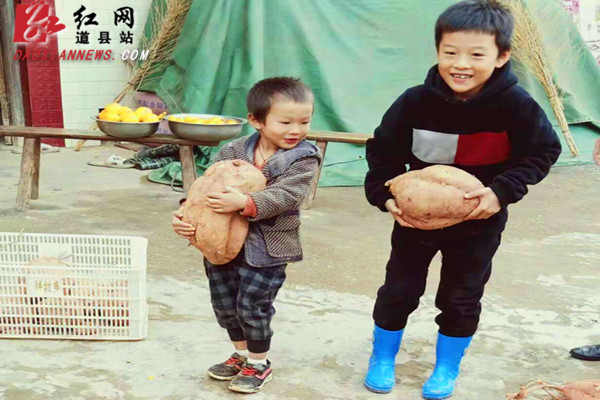 道县一农民种出重11.2斤的“巨无霸”红薯
