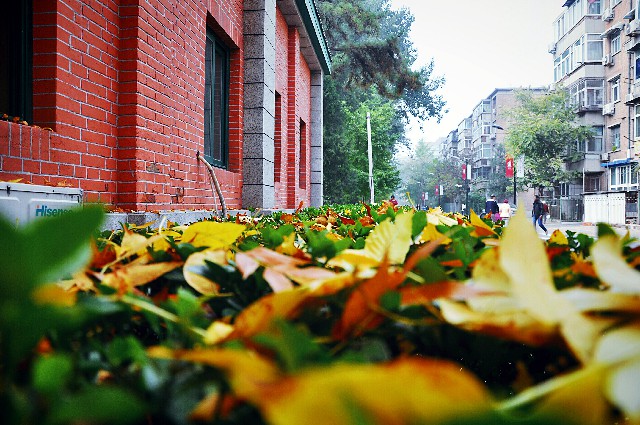 中国人民大学：叶落满地秋。 摄影/熊瑜 
