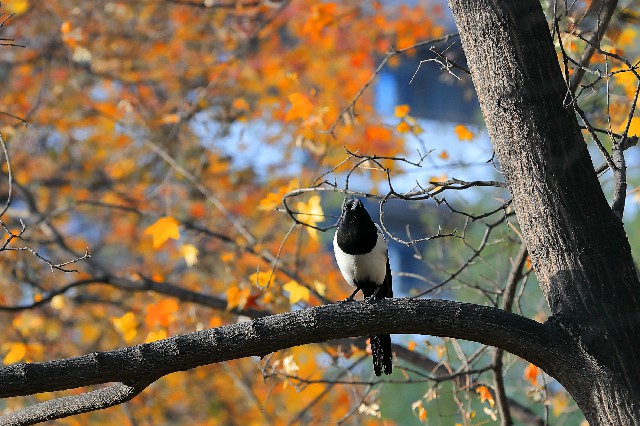 北京师范大学：树上休息的喜鹊。 摄影/李凤堂