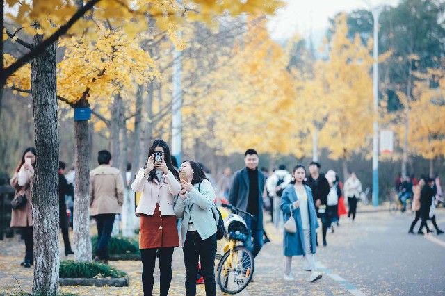 重庆大学：校园秋意正浓。 摄影/夏英伦