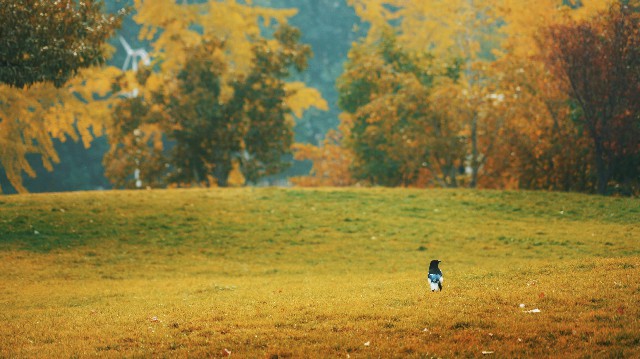 对外经济贸易大学：鸟儿在校园的草地上张望秋景。 摄影/董思佳