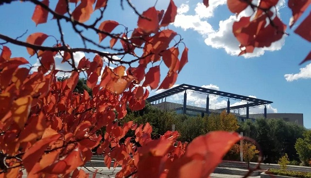 吉林大学：恣意生长的红叶。 摄影/方卫东