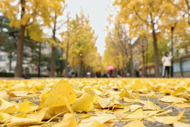 北京林业大学：银杏叶装点着校园路面。 摄影/胡洪昊