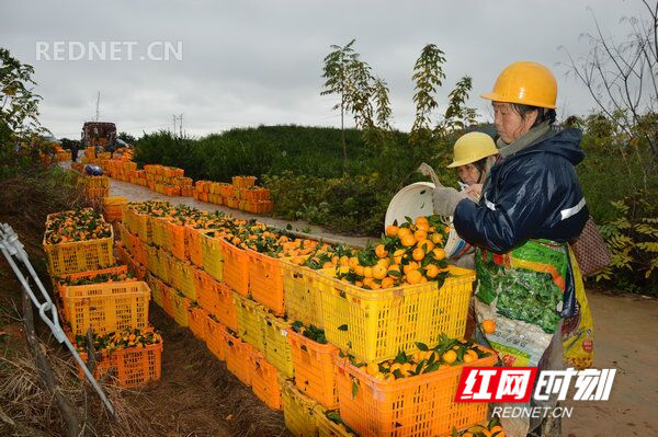 江华：猴山村2000余亩柑桔喜获丰收