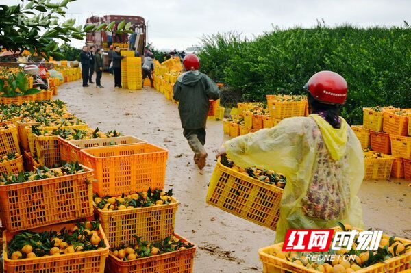 江华：猴山村2000余亩柑桔喜获丰收