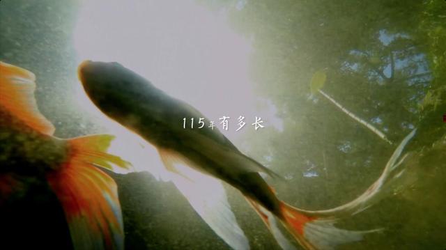西泠有锦鲤！浙江卫视《孤山路31号》惊现“神奇动物在哪里”？