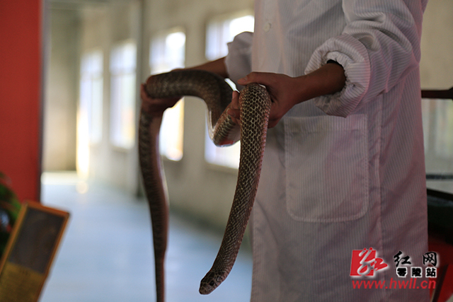 零陵异蛇世界迎接国家3A级旅游景区评审