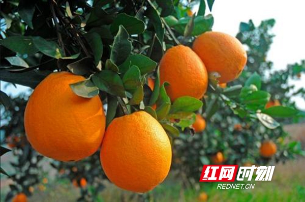 新宁崀山脐橙俏走四方 已外销12万吨_邵阳_湖南频道