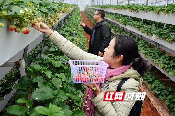 江华：“立体草莓”成熟上市了