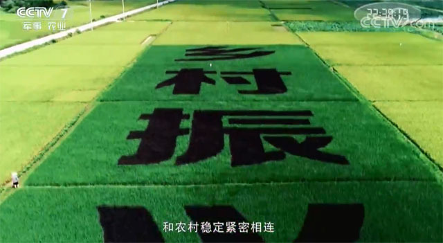 农村改革