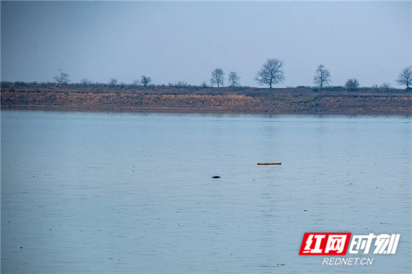 虽然没能拍到更清晰的影像，但确凿无误，江豚又回到了久违的湘江水域。