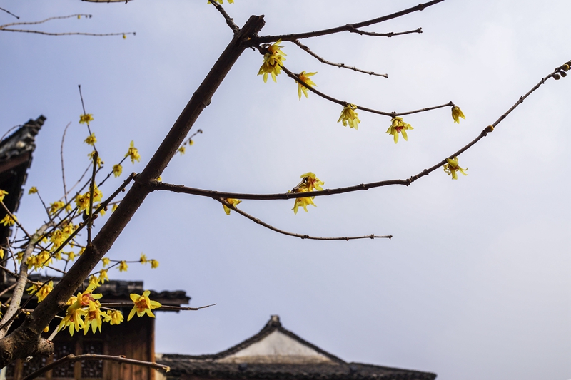 林家铺子前的蜡梅树上开满了蜡梅花，芳香四溢。（人民网姚欣雨 摄）