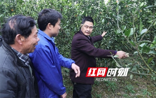 回龙圩：农技人员登门送技术 为橘农传授“致富经”