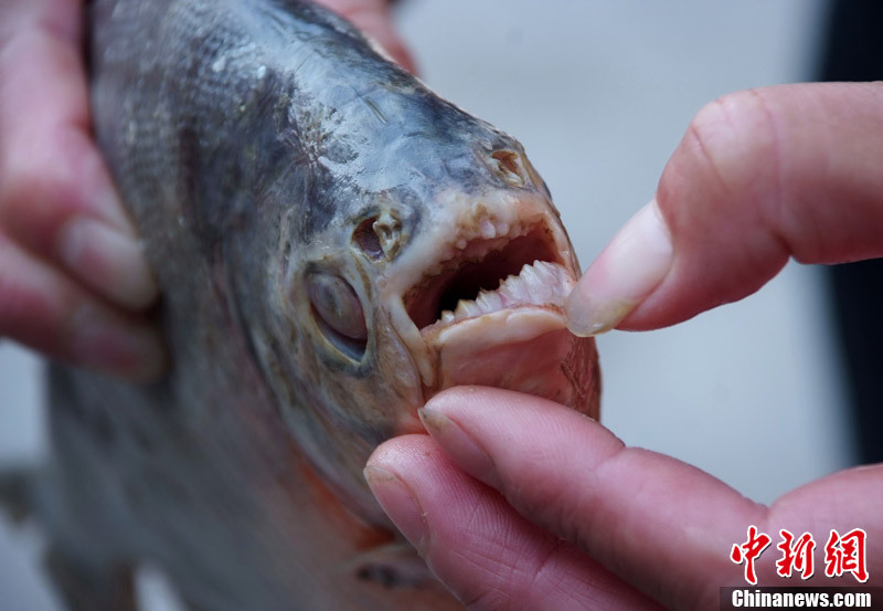 江西鄱阳湖现疑似食人鱼牙齿尖利图