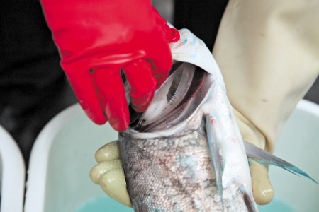 尚未溶解的孔雀石绿晶体进入到螺旋鳃上器中.均为黄启晴&nbsp;摄