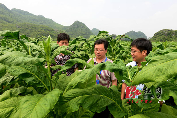 江永县委书记陈景茂深入桃川调研烤烟,农村工作