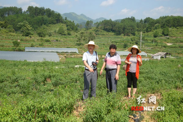 6月18日湖南省蔬菜研究所所长戴雄泽(左一)在泸溪