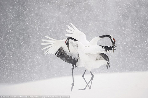 两只丹顶鹤在雪中"起舞.