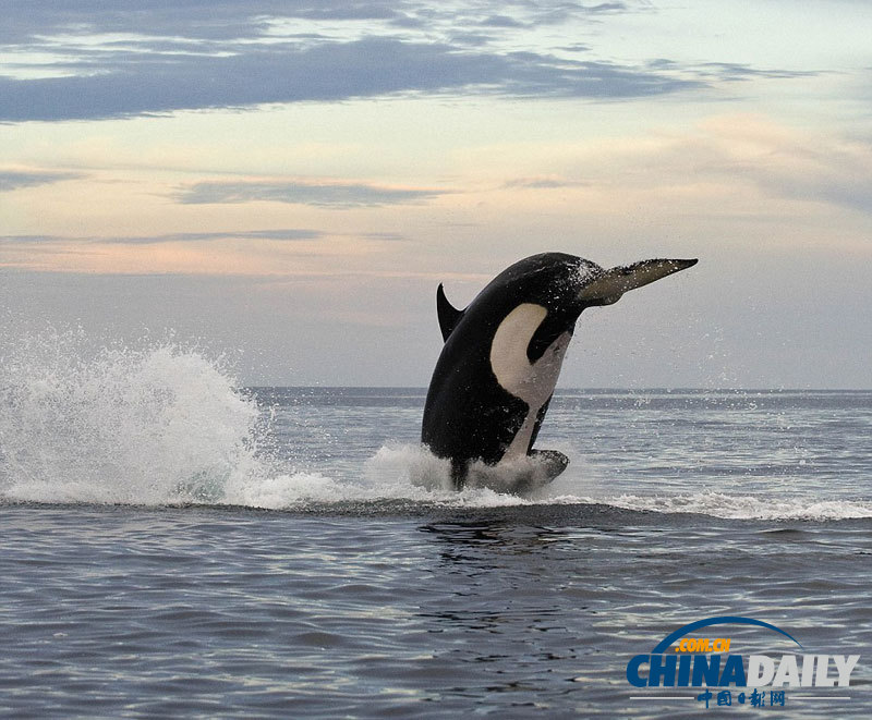 虎鲸围捕海豚一跃5米画面震撼上演生死时速
