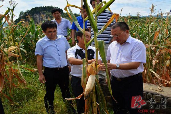 永顺县委书记李平深入乡镇检查指导抗旱救灾工作