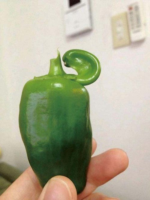 福岛核电站核泄漏之后日本出现变异植物