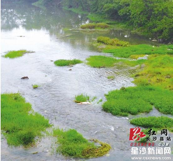 北山镇白沙河上飘着一头病死猪.
