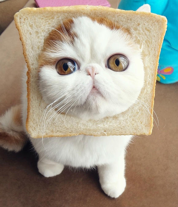 这无辜的小眼神这团团的小包子脸儿有没有触碰你内心最柔软的地方?