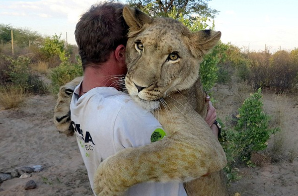 非洲南部草原罕见场景:雌狮与人类伙伴亲密拥抱