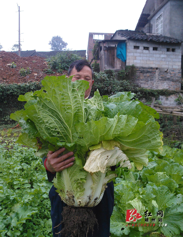 靖州县甘棠镇敬老院种出超大白菜图