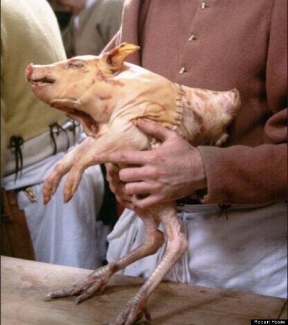 最恐怖感恩节美味:英男子烹制猪头火鸡