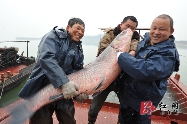 46.5公斤 华容东湖捞出"青鱼王"(图)