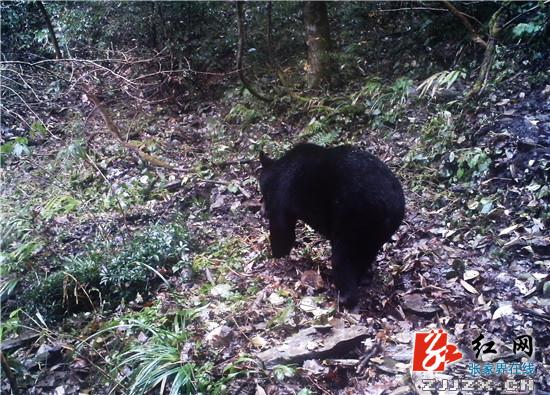 雲豹黑熊現桑植縣八大公山保護區(組圖)