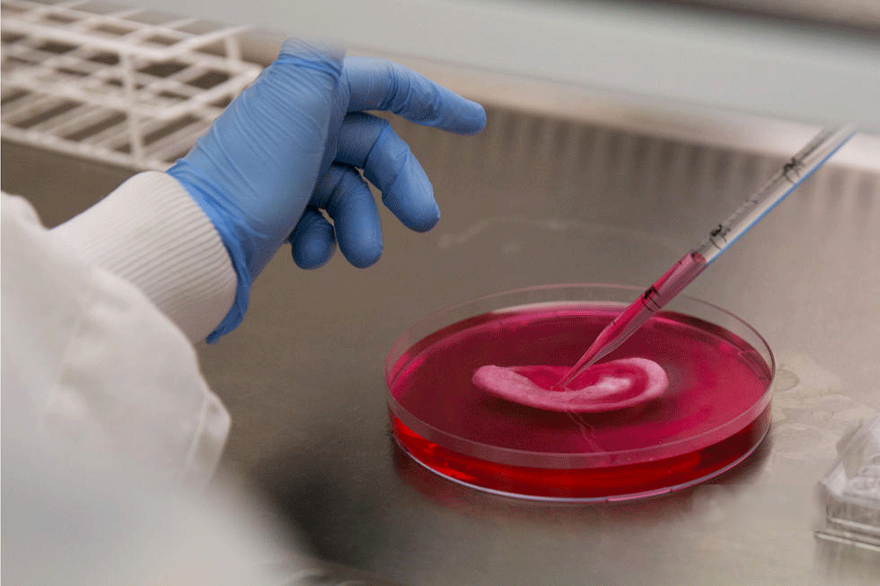 英国科学家通过干细胞培育人造器官(高清组图)