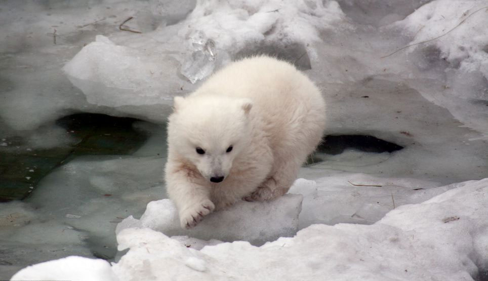 摄影师抓拍小北极熊鼓起勇气首次下水萌态(组图)