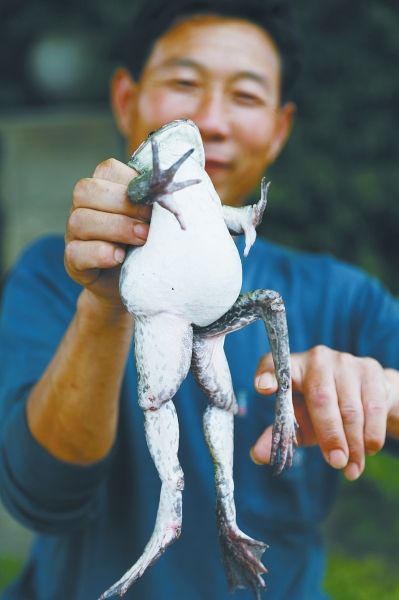 市民水渠中捉到5条腿青蛙 专家称系污染所致畸形(图)