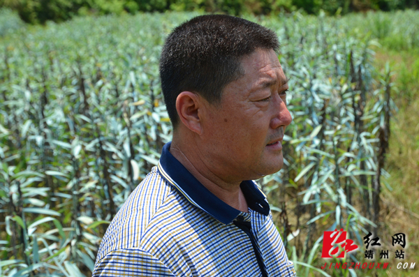 新厂镇种植大户谭树林望着无人问津的百合发愁了  陈俊名 摄
