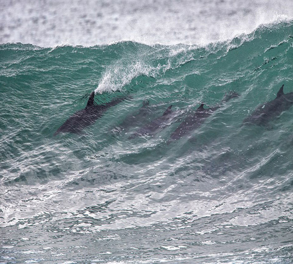 海豚群闯冲浪比赛现场 秀劈波斩浪绝技