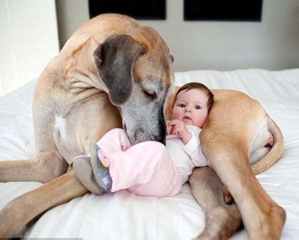 宝宝与大狗的故事 刻画人与动物的真挚感情