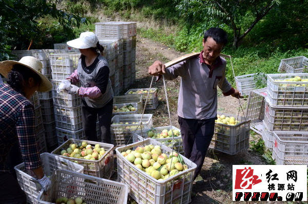 黄玉庭退休回故里建成千亩桃花山