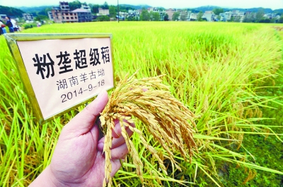 隆回县粉垄栽培试验显奇效 杂交水稻增产1017%