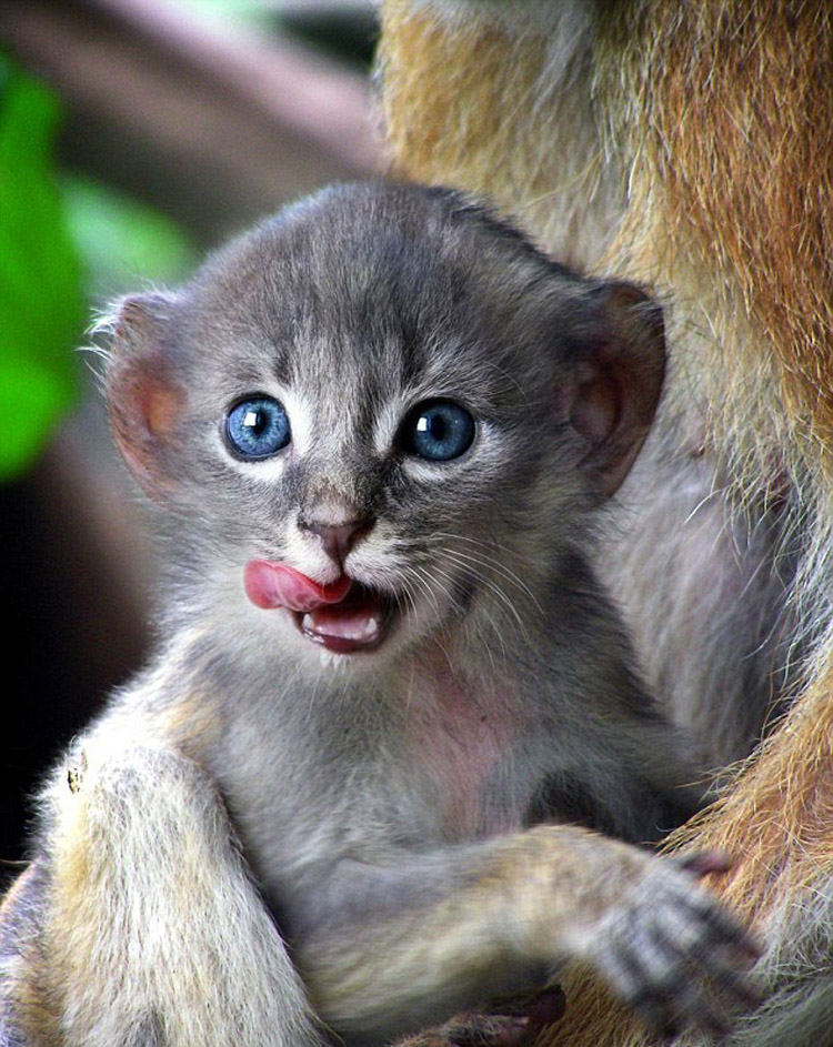 美国艺术家ps创造"猫猴" 可爱诡异引热议(组图)